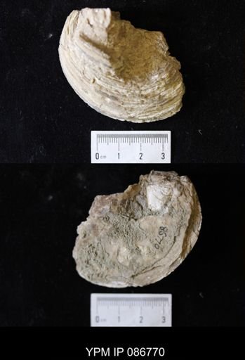 Ostrea sp.