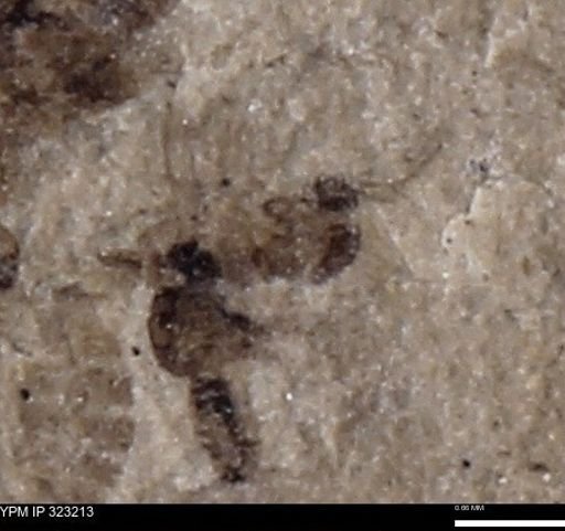 undet. Diptera