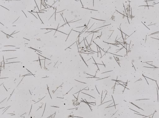 Halichondria panicea