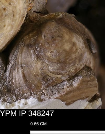 Limopsis striatopunctatus