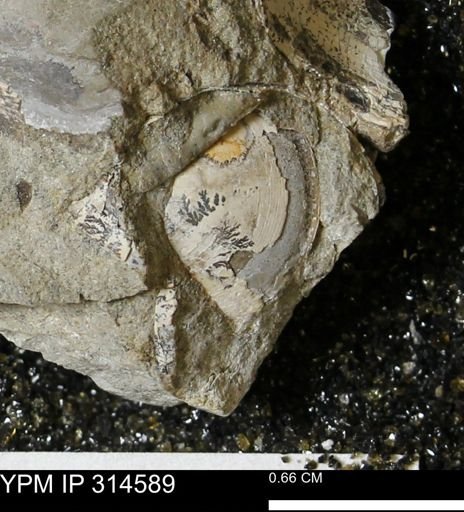 undet. Bivalvia