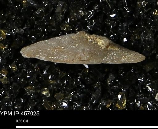 Stropheodonta sp.