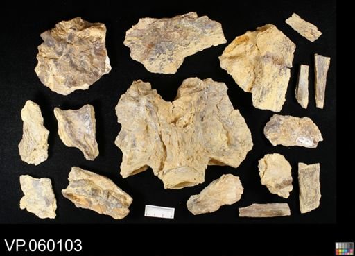 Xiphactinus sp.