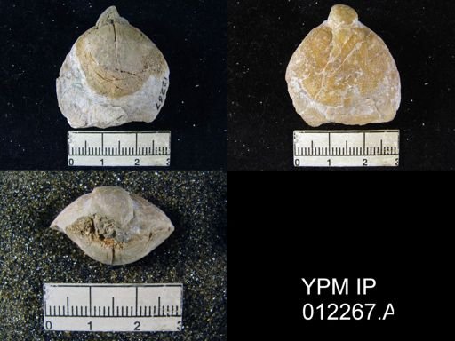 Composita emarginata affinis