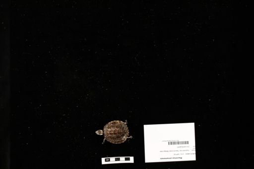 Mauremys annamensis