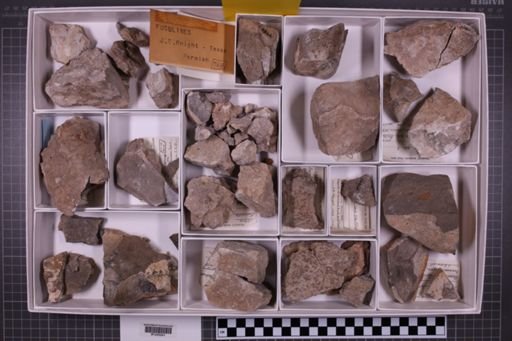 mixed taxa, stratigraphic collection
