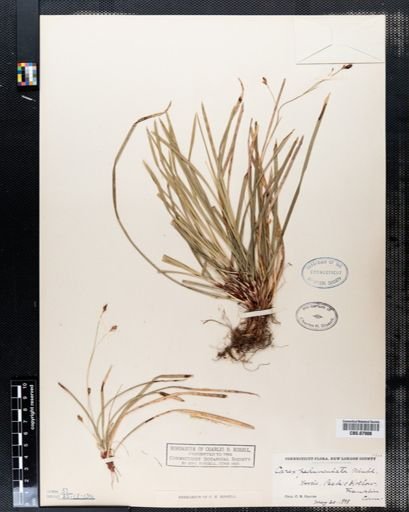 Carex pedunculata