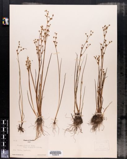 Juncus alpinus