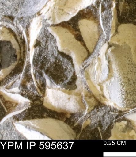 Protocardia sp.