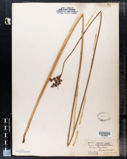 Scirpus acutus