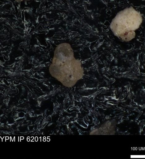 undet. Foraminiferida