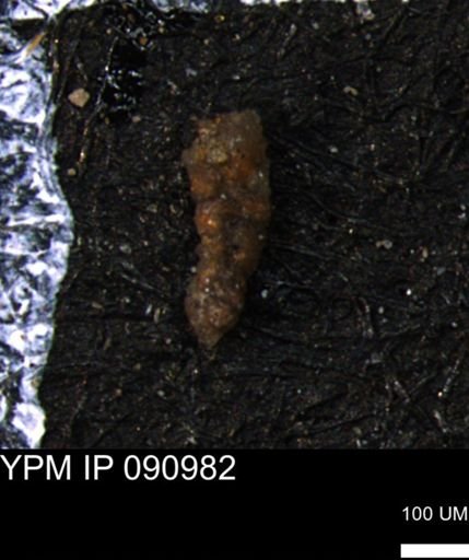 Ammobaculoides whitneyi