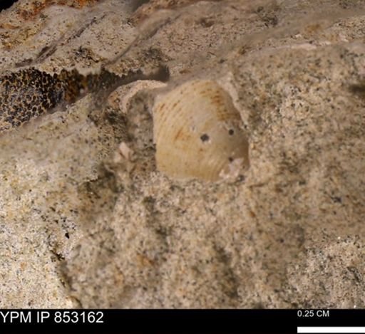 Limopsis striatopunctatus
