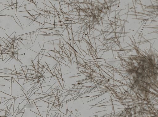 Suberites sp.