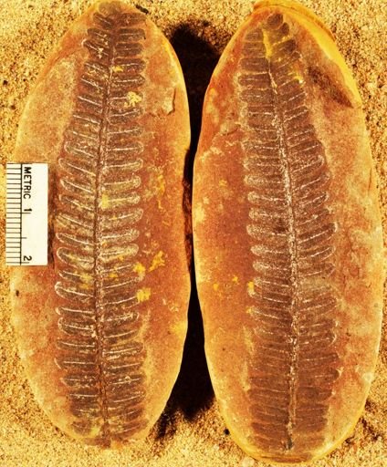 Pecopteris