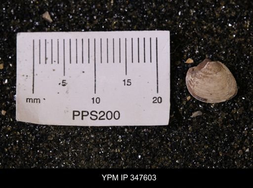 Limopsis striatopunctatus
