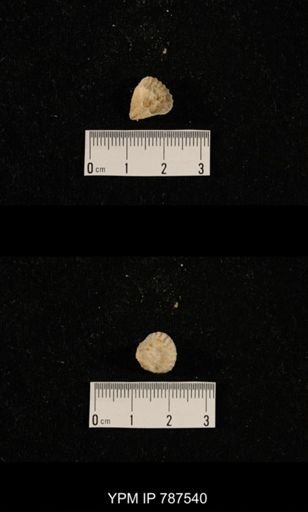 undet. Brachiopoda