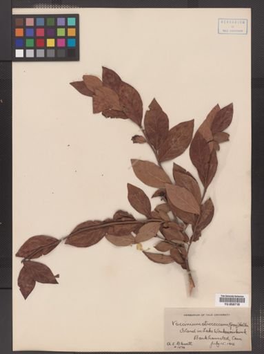 Vaccinium corymbosum