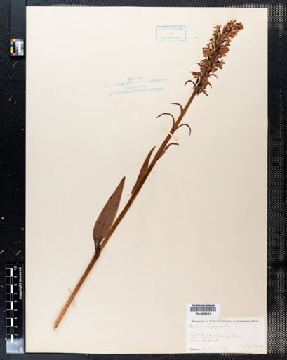 Habenaria psycodes