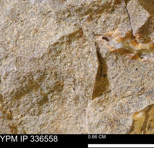 undet. Bivalvia