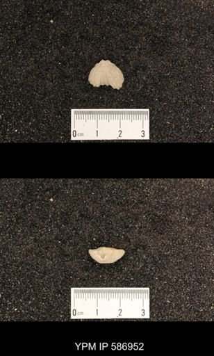 Rhynchotrema capax