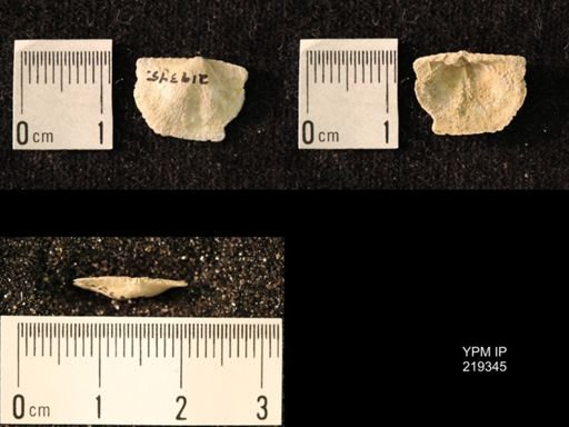 Chonetes granulifer