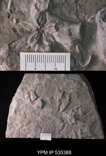 Stenaster obtusus