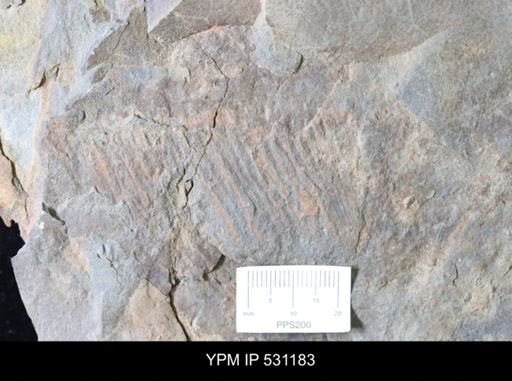 Anomalocarididae