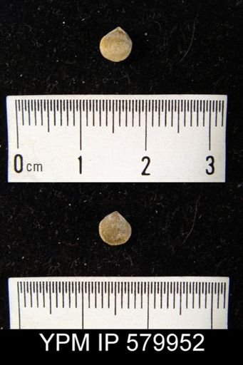 Atrypa reticularis