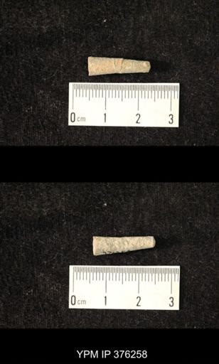 Pseudorthoceras knoxense