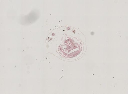 Prenolepis imparis