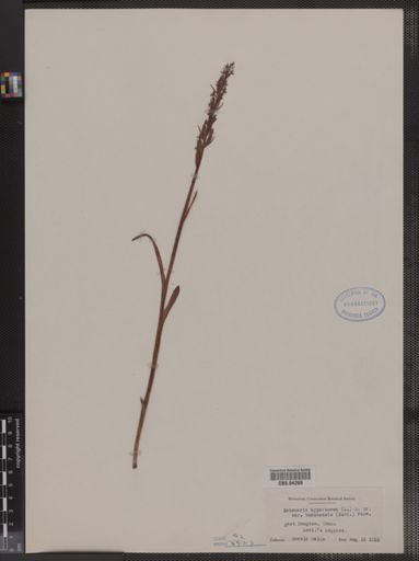 Habenaria hyperborea var. huronensis