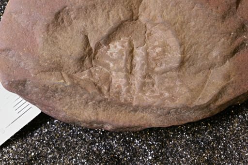 Euproops danae