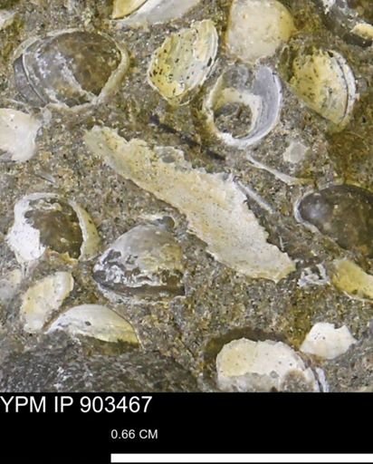 undet. Bivalvia