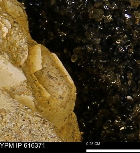 Protocardia subquadrata