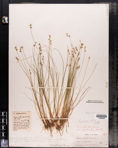 Carex echinata
