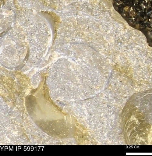 undet. Bivalvia