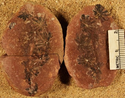 Annularia sphenophylloides