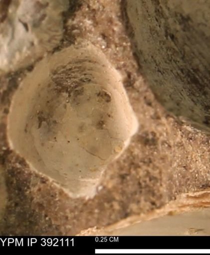Protocardia sp.