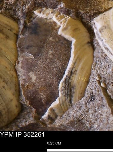 Limopsis striatopunctatus