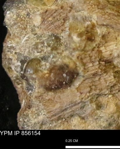Teredo sp.