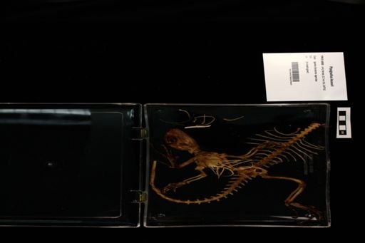 Physignathus lesueurii