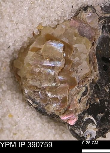 Scaphites