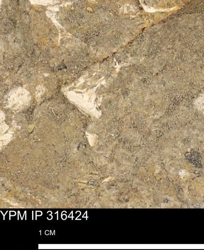 undet. Mollusca