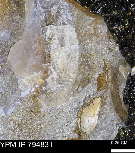 Phelopteria linguaeformis