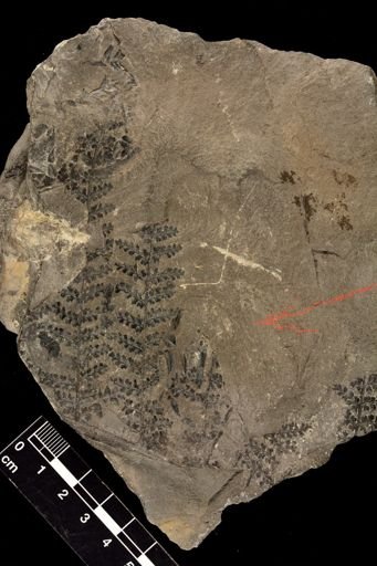 Alloiopteris sp.