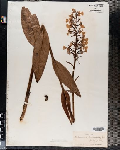 Habenaria
