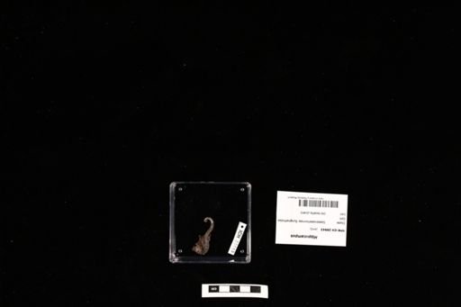 Hippocampus