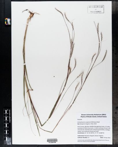Schizachyrium scoparium