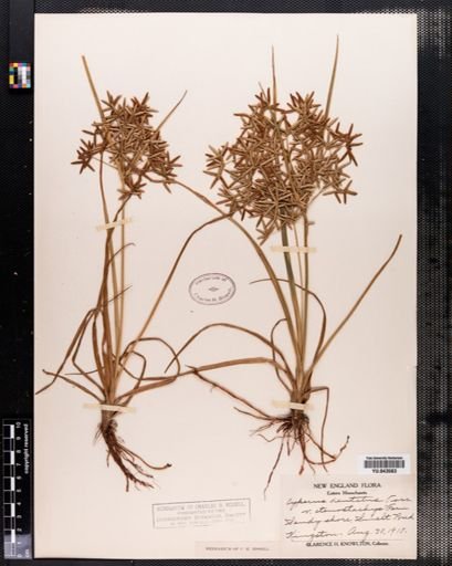 Cyperus dentatus